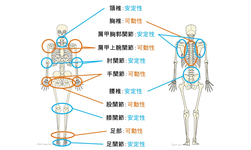 腰痛予防のヒントになる関節の知識